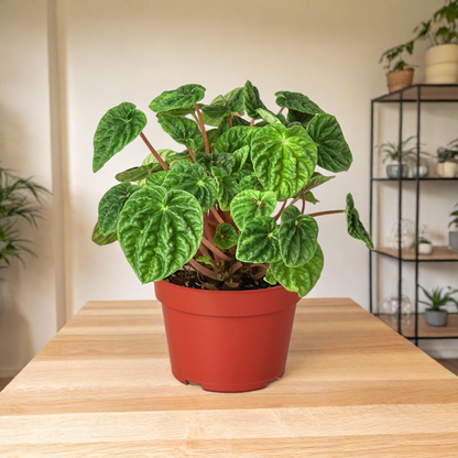 Peperomia 'Ripple'