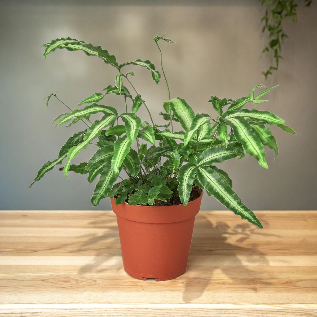 Pteris Cretica 'Albo Fern'