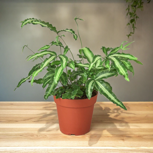 Pteris Cretica 'Albo Fern'