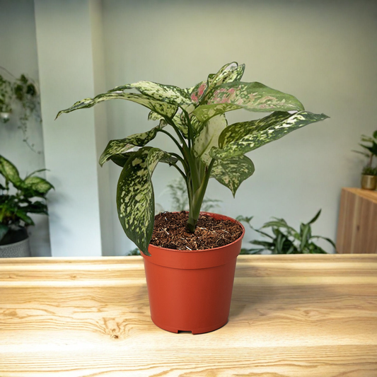 Chinese Evergreen 'Wishes'