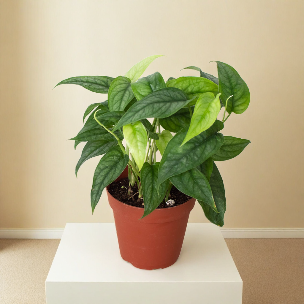 Monstera 'Siltepecana'