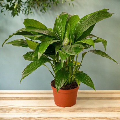 Spathiphyllum 'Peace Lily'