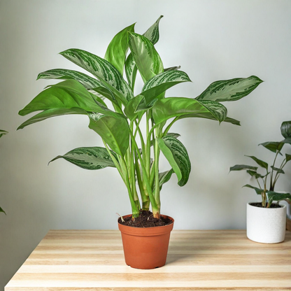 Chinese Evergreen 'Silver Bay'