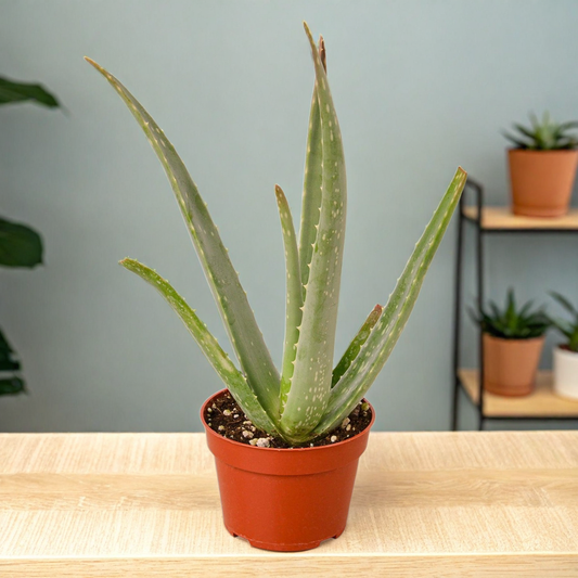 Aloe Vera