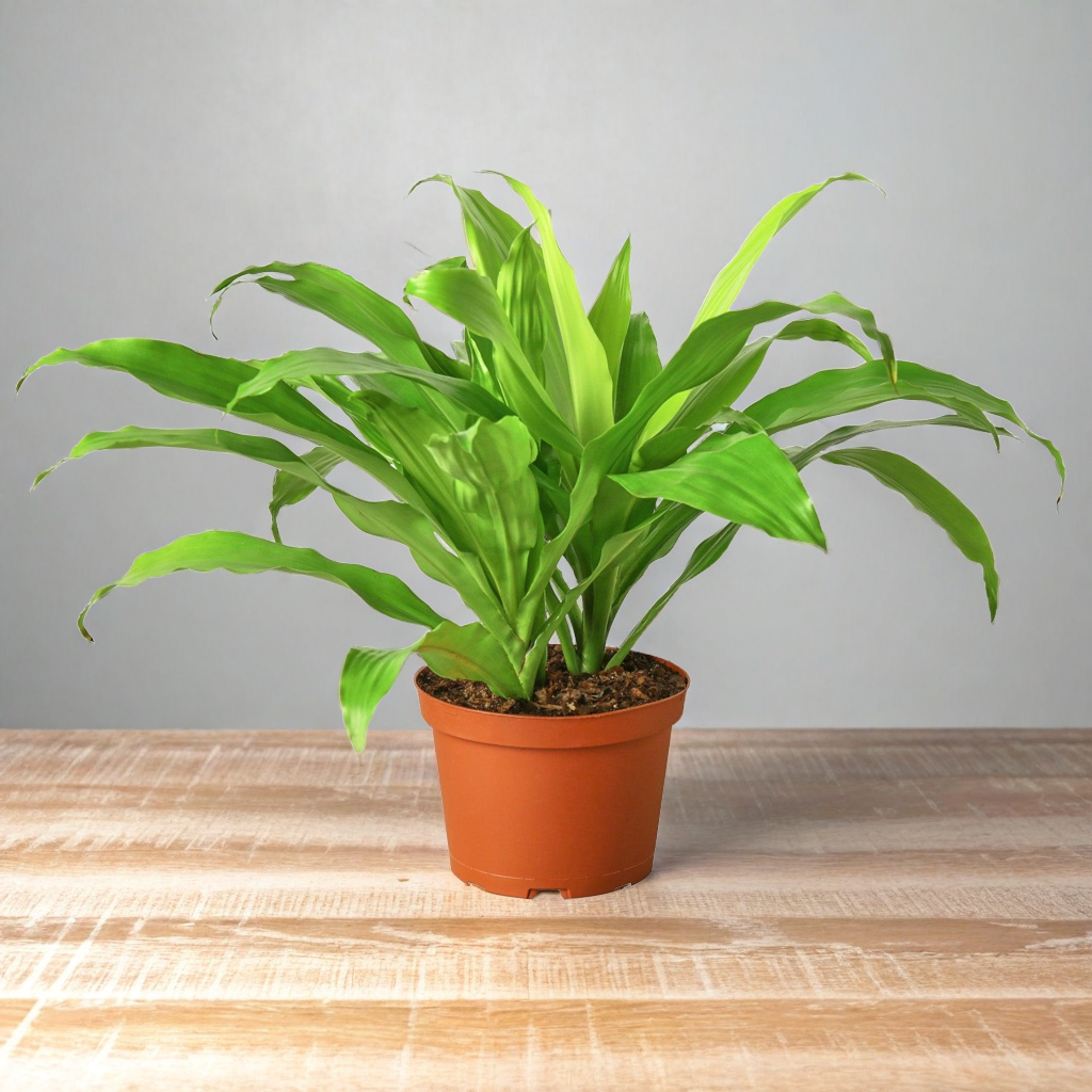 Dracaena 'Lime Light'