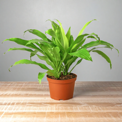 Dracaena 'Lime Light'