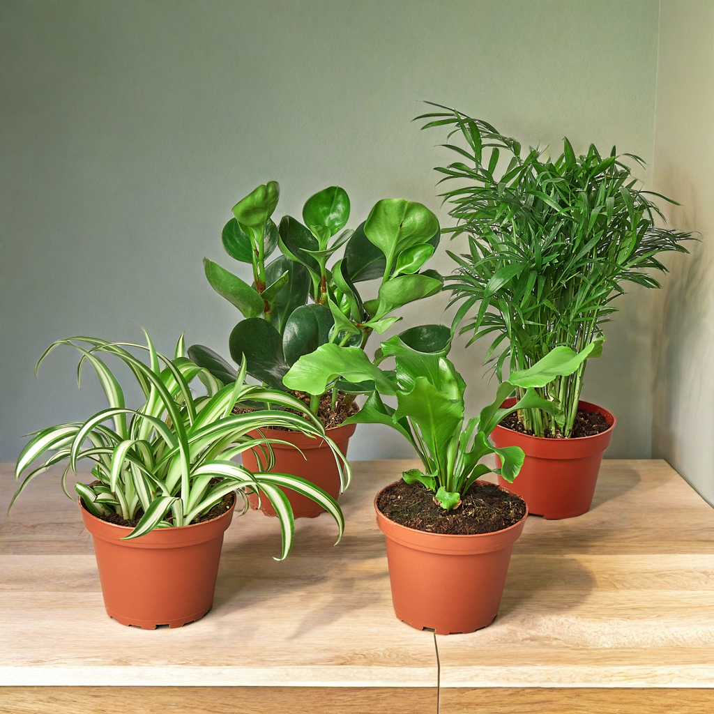 Pet Friendly Variety Bundle