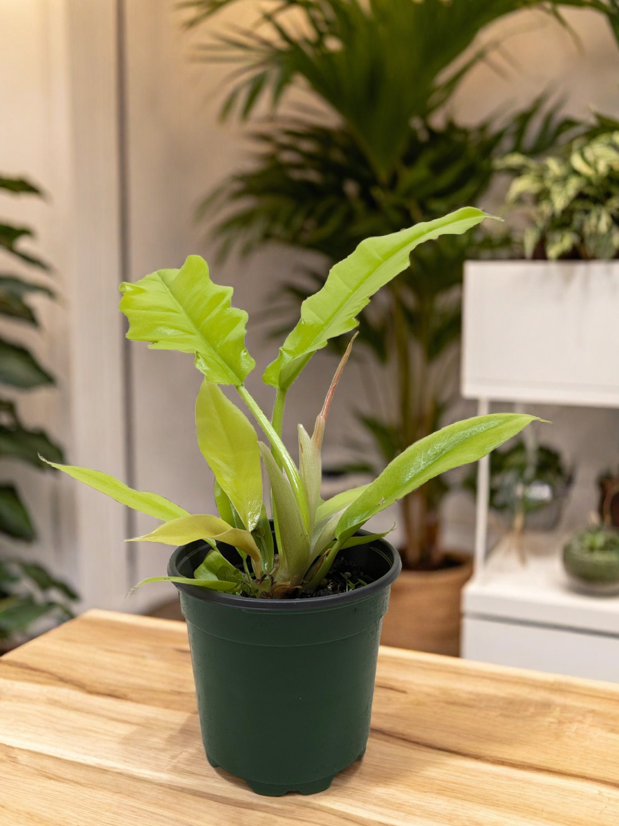 Philodendron 'Golden Crocodile'