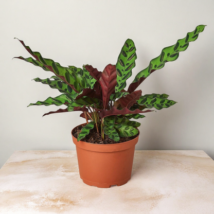Calathea Lancifolia 'Rattlesnake'