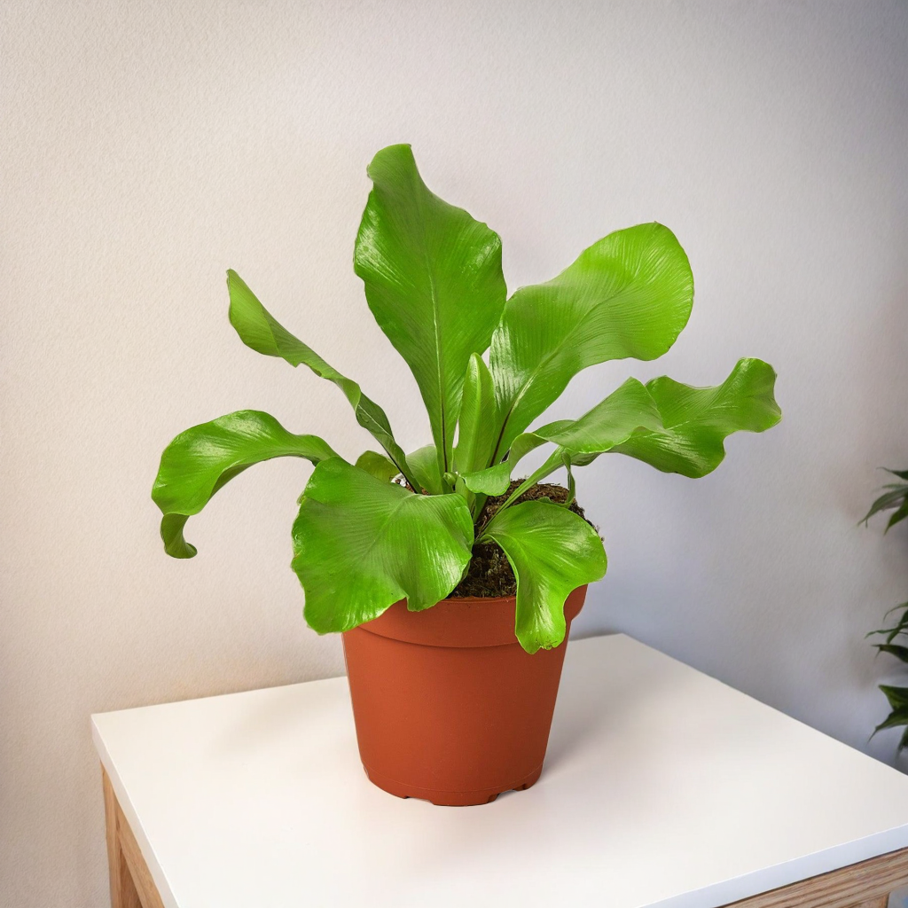 Bird's Nest 'Nidus' Fern