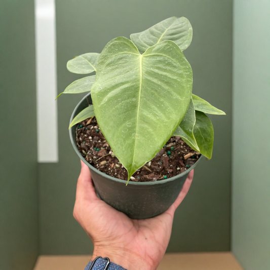 Anthurium 'Veitchii'