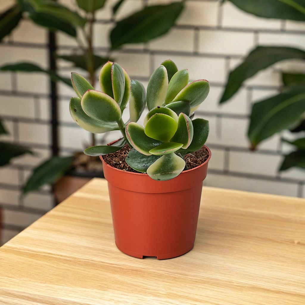 Succulent Crassula Jade Variegated