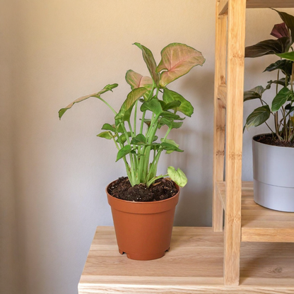 Syngonium Strawberry