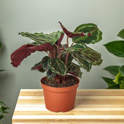 Calathea Roseopicta 'Medallion'