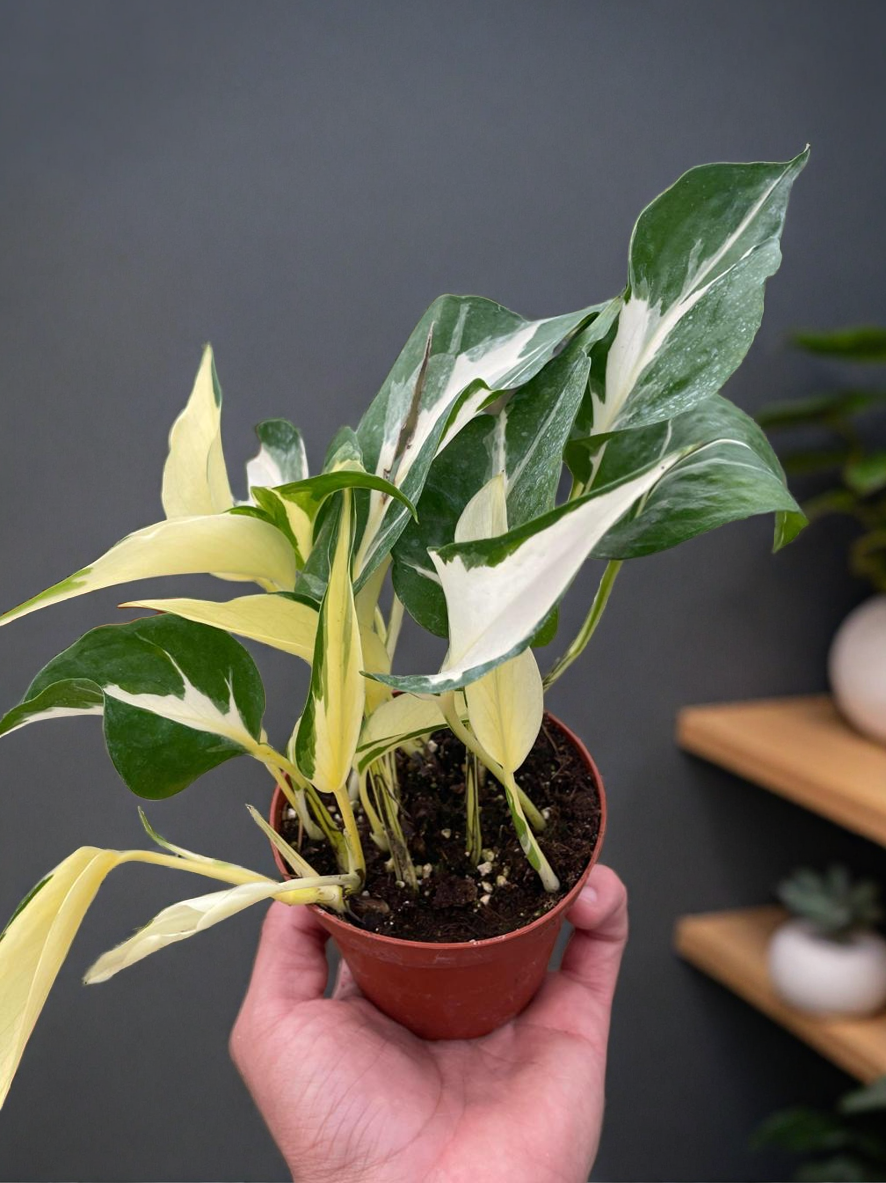 Pothos 'Mutant Manjula'