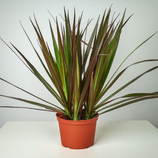 Dracaena 'Marginata Magenta'