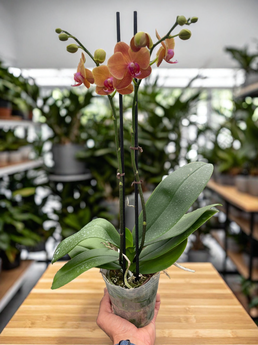 Orchid 'Orange Phalaenopsis'