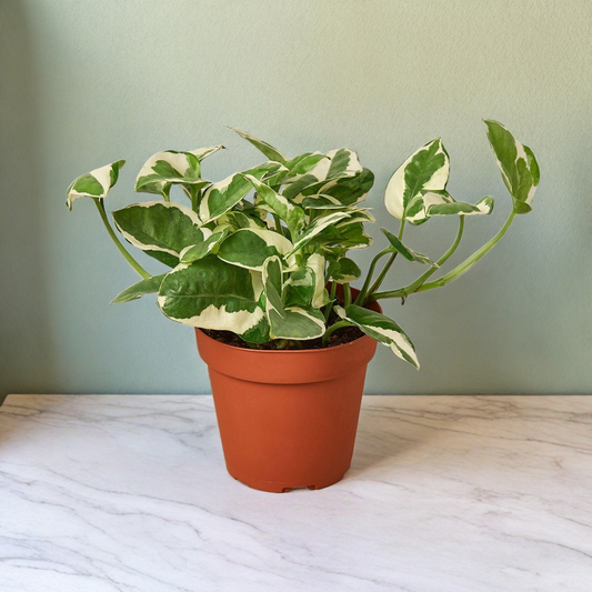 Pothos 'N'joy'