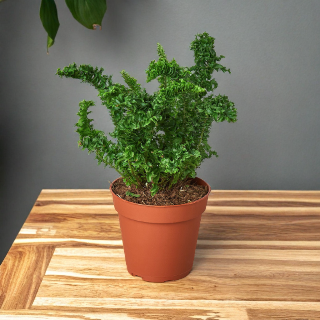 'Emina' Fern - 4" Pot