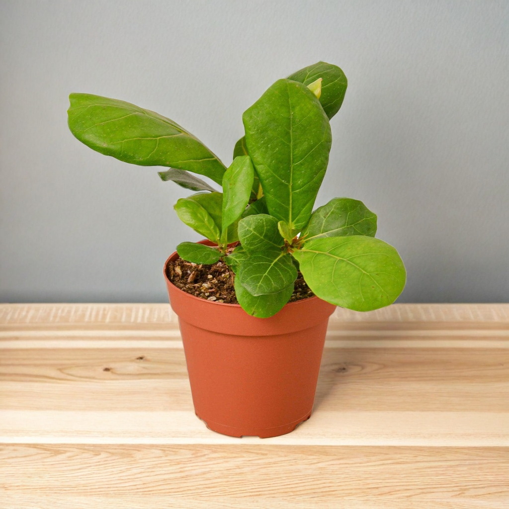Ficus Lyrata 'Fiddle Leaf Fig'