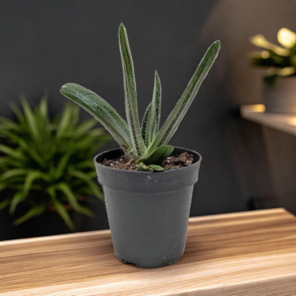 Succulent Gasteria Little Warty