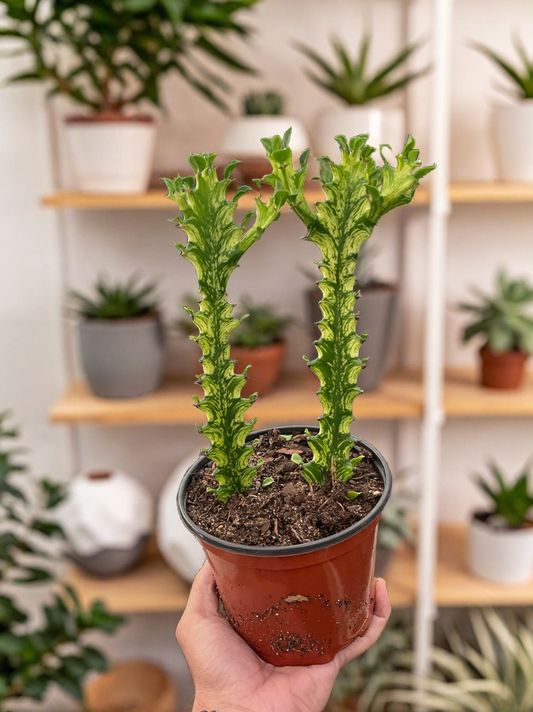 Euphorbia 'Mint Cream'