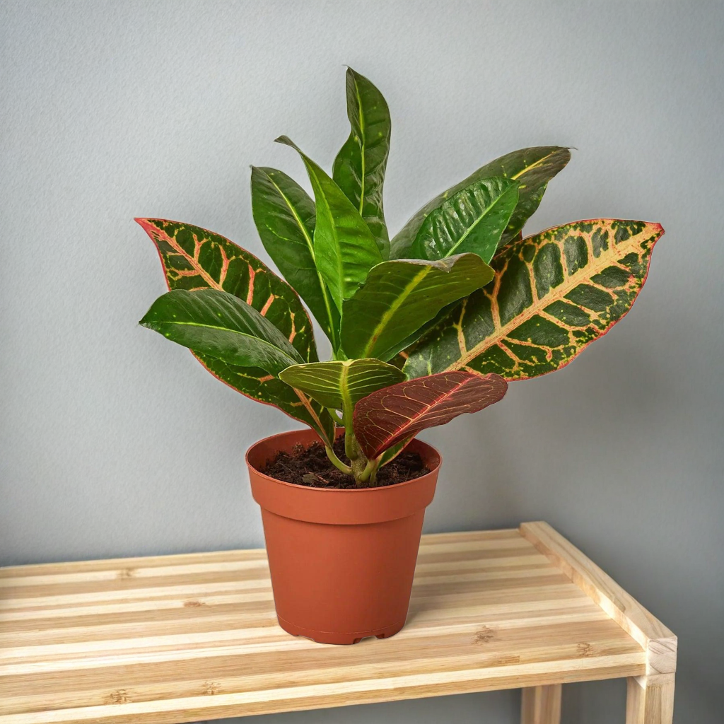 Croton Petra 'Joseph's Coat'