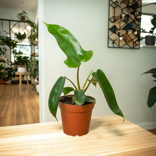 Philodendron 'Florida Green'