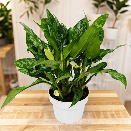 Chinese Evergreen 'Maria'