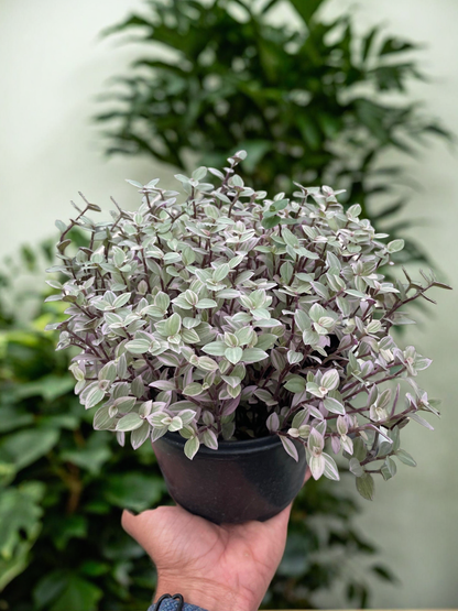 Tradescantia Callisia 'Pink Panther'