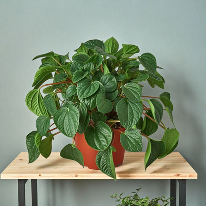 Peperomia 'Rana Verde'