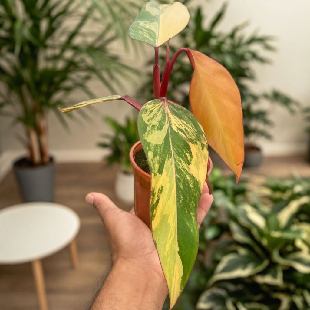 Philodendron 'Strawberry Shake'
