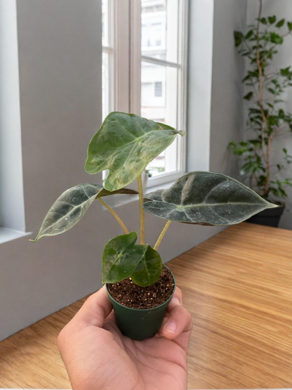 Alocasia Polly 'African Mask'