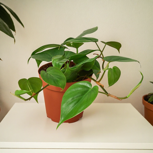 Philodendron Cordatum Heartleaf