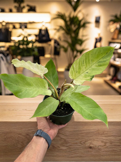 Philodendron 'Snowdrift'