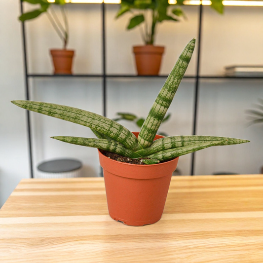 Snake Plant Starfish