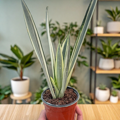 Your support helps something beautiful grow.