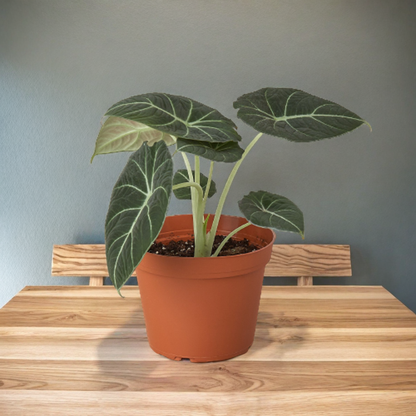 Alocasia Reginula 'Black Velvet'