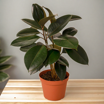 Ficus Elastica 'Burgundy'