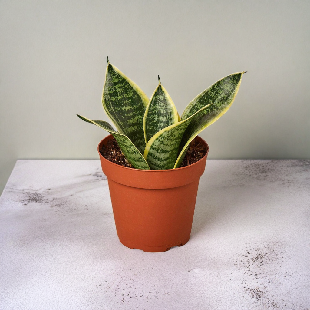 Snake Plant Laurentii Dwarf