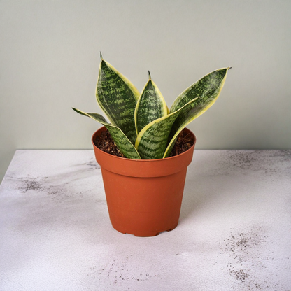 Snake Plant Laurentii Dwarf