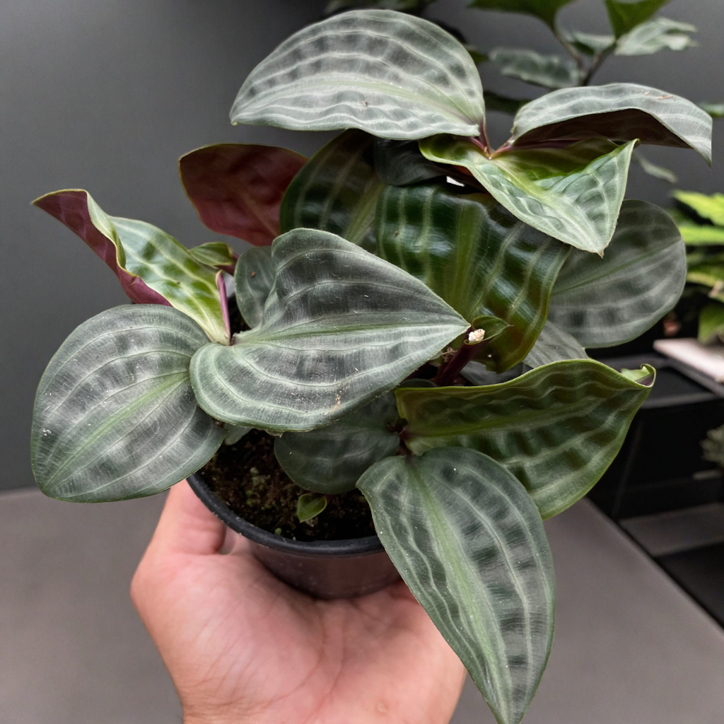 Geogenanthus 'Seersucker'