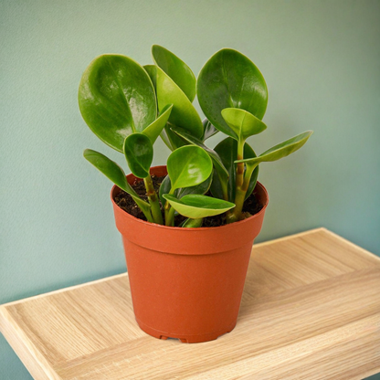Peperomia Thailand