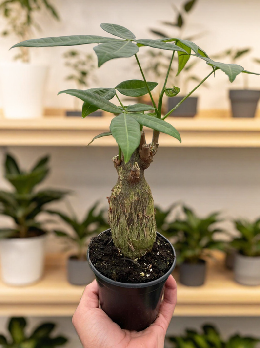 Money Tree 'Guiana Chestnut' Pachira Stump
