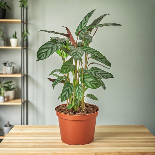Calathea 'Grey Star'