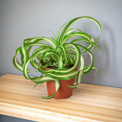 Spider Plant 'Bonnie'