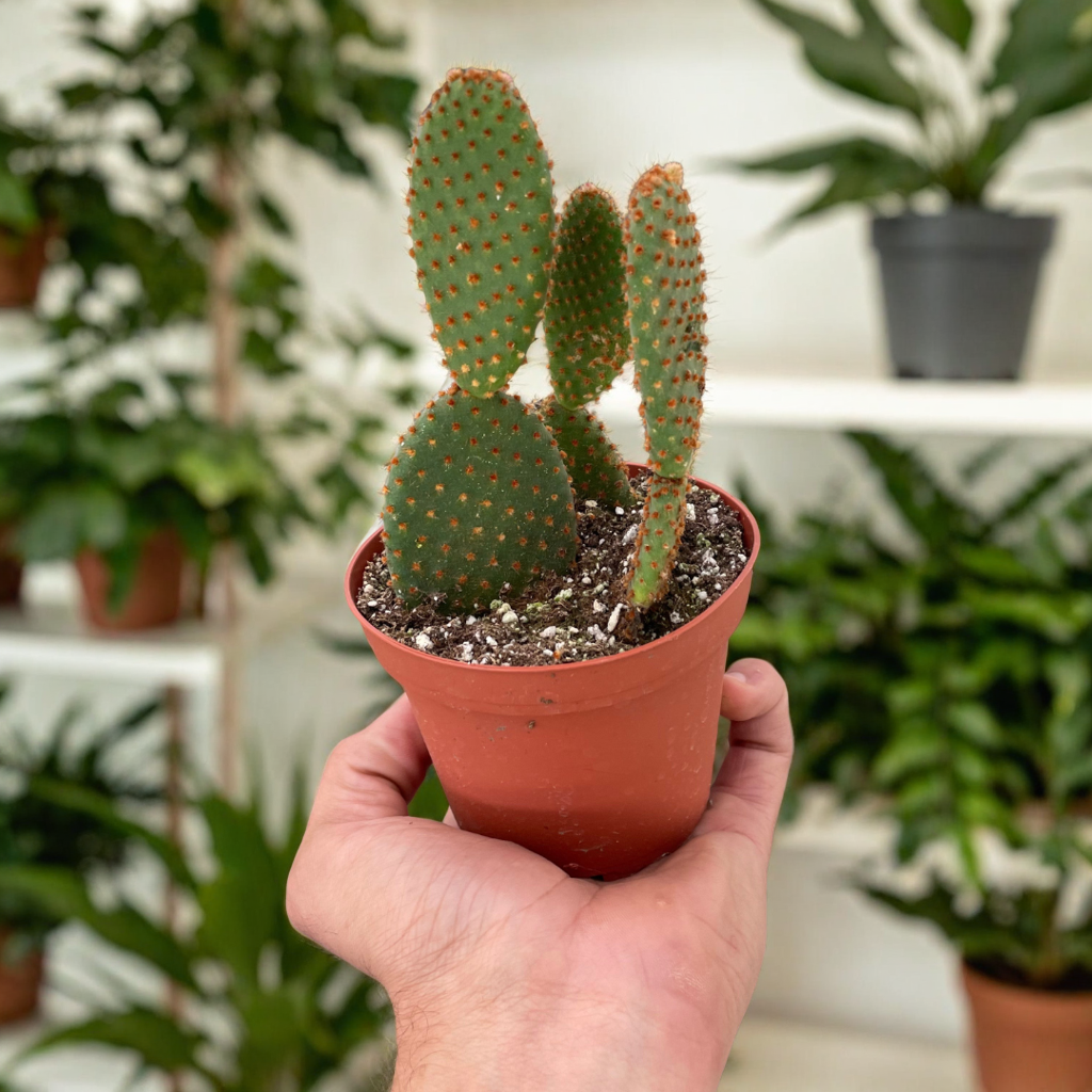 Opuntia 'Microdasys' (Bunny Ear Cactus)
