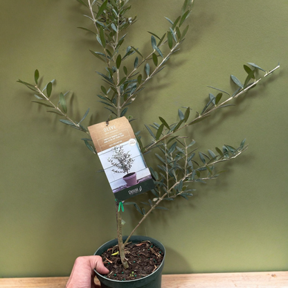 Common Olive Tree (Olea europaea)