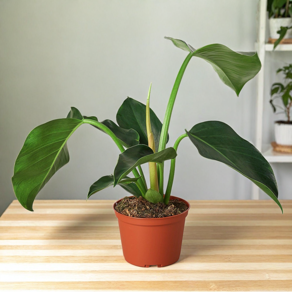 Philodendron 'Congo Green'