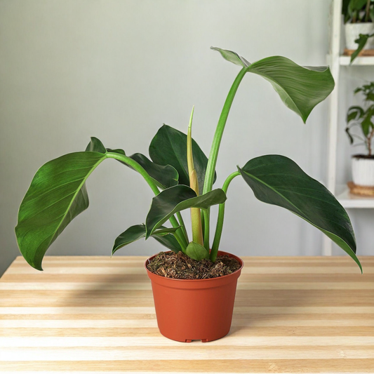 Philodendron 'Congo Green'